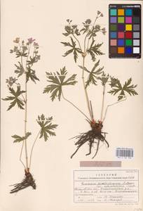 Geranium pseudosibiricum J. Mayer, Eastern Europe, Eastern region (E10) (Russia)