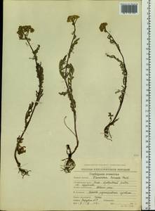 Tanacetum vulgare subsp. vulgare, Siberia, Chukotka & Kamchatka (S7) (Russia)