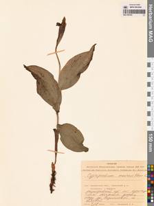 Cypripedium macranthos Sw., Siberia, Chukotka & Kamchatka (S7) (Russia)