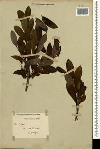 Salix caucasica N. J. Anderss., Caucasus (no precise locality) (K0)