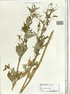 Atriplex sagittata Borkh., Eastern Europe, Rostov Oblast (E12a) (Russia)