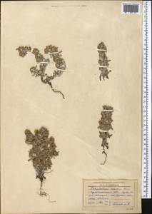 Gnaphalium rossicum Kirp., Middle Asia, Northern & Central Kazakhstan (M10) (Kazakhstan)