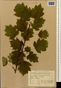 Aria torminalis (L.) Beck, Caucasus, Krasnodar Krai & Adygea (K1a) (Russia)