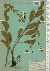 Tanacetum balsamitoides Sch. Bip., Caucasus, Armenia (K5) (Armenia)