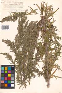 Artemisia umbrosa Turcz. ex DC., Eastern Europe, Moscow region (E4a) (Russia)