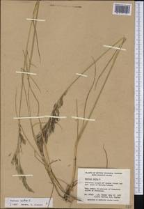 Festuca rubra L., America (AMER) (Canada)