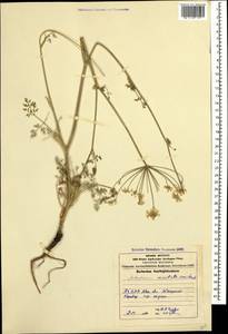 Astrodaucus orientalis (L.) Drude, Caucasus, Azerbaijan (K6) (Azerbaijan)