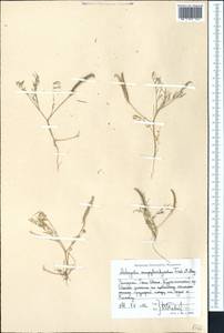 Astragalus campylorhynchus Fischer & C. A. Meyer, Middle Asia, Western Tian Shan & Karatau (M3) (Uzbekistan)