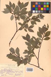 Salix taraikensis Kimura, Siberia, Russian Far East (S6) (Russia)