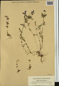 Viola declinata Waldst. & Kit., Western Europe (EUR) (Hungary)
