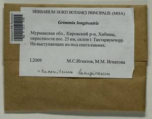Grimmia longirostris Hook., Bryophytes, Bryophytes - Karelia, Leningrad & Murmansk Oblasts (B4) (Russia)