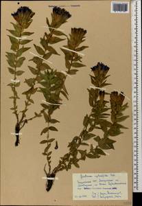 Gentiana septemfida, Caucasus, Georgia (K4) (Georgia)
