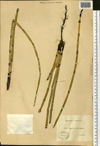 Equisetum hyemale L., Siberia, Western Siberia (S1) (Russia)