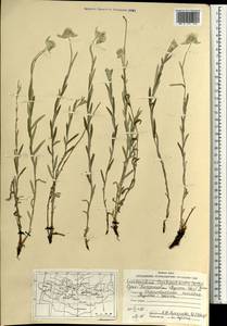 Leontopodium leontopodioides (Willd.) Beauverd, Mongolia (MONG) (Mongolia)