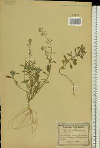 Alyssum gmelinii Jord. & Fourr., Eastern Europe, North Ukrainian region (E11) (Ukraine)