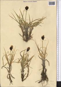 Carex melanantha C.A.Mey., Middle Asia, Pamir & Pamiro-Alai (M2) (Tajikistan)