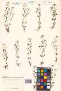 Veronica acinifolia L., Eastern Europe, Moscow region (E4a) (Russia)