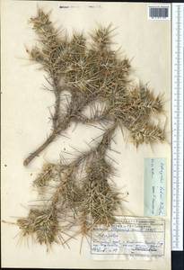 Astragalus bobrovii (Nevski) B. Fedtsch., Middle Asia, Pamir & Pamiro-Alai (M2) (Uzbekistan)