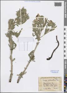 Onosma dichroantha Boiss., Middle Asia, Western Tian Shan & Karatau (M3) (Uzbekistan)