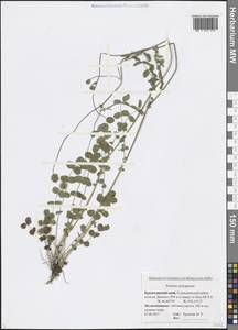 Poterium sanguisorba subsp. polygamum (Waldst. & Kit.) Asch. & Graebn., Caucasus, Black Sea Shore (from Novorossiysk to Adler) (K3) (Russia)
