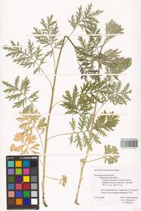 Artemisia armeniaca Lam., Eastern Europe, Central forest-and-steppe region (E6) (Russia)