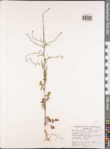 Sisymbrium officinale (L.) Scop., Eastern Europe, Central region (E4) (Russia)