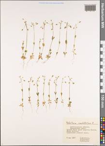 Holosteum umbellatum L., Eastern Europe, Lower Volga region (E9) (Russia)