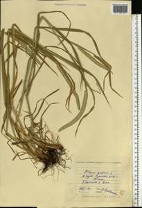 Phleum pratense L., Eastern Europe, North Ukrainian region (E11) (Ukraine)