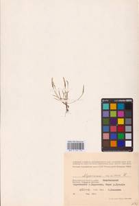 Myosurus minimus L., Eastern Europe, Lower Volga region (E9) (Russia)