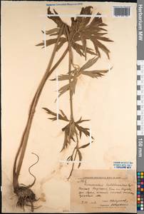 Ranunculus sericeus Banks & Sol., Middle Asia, Western Tian Shan & Karatau (M3) (Kyrgyzstan)
