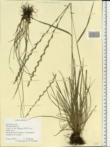 Lolium perenne L., Eastern Europe, Central forest-and-steppe region (E6) (Russia)