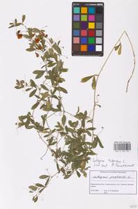 Lathyrus tuberosus L., Eastern Europe, Central forest-and-steppe region (E6) (Russia)