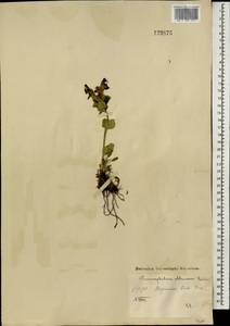 Dracocephalum grandiflorum L., Mongolia (MONG) (Mongolia)