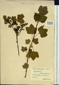 Ribes spicatum subsp. lapponicum Hyl., Siberia, Russian Far East (S6) (Russia)