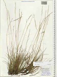 Festuca trachyphylla (Hack.) Hack., Eastern Europe, Belarus (E3a) (Belarus)