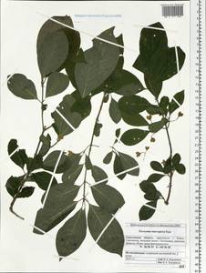 Euonymus macropterus Rupr., Siberia, Russian Far East (S6) (Russia)