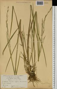 Glyceria fluitans (L.) R.Br., Eastern Europe, Central forest-and-steppe region (E6) (Russia)