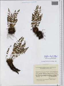 Cystopteris fragilis (L.) Bernh., Eastern Europe, Northern region (E1) (Russia)