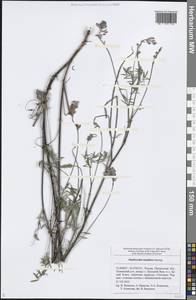 Onobrychis arenaria subsp. arenaria, Eastern Europe, Middle Volga region (E8) (Russia)