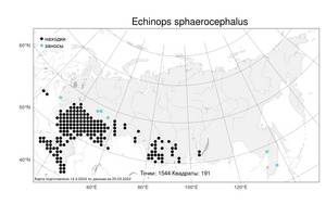 Echinops sphaerocephalus L., Atlas of the Russian Flora (FLORUS) (Russia)