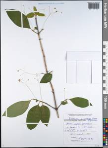 Euonymus leiophloeus Stev., Caucasus, Black Sea Shore (from Novorossiysk to Adler) (K3) (Russia)