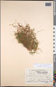 Boreoselaginella sajanensis Li Bing Zhang & X. M. Zhou, Siberia, Altai & Sayany Mountains (S2) (Russia)