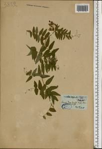 Vicia sepium L., Eastern Europe, Estonia (E2c) (Estonia)