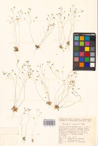 Draba verna L., Eastern Europe, Lower Volga region (E9) (Russia)