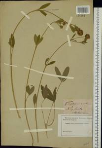Trifolium montanum L., Eastern Europe, North Ukrainian region (E11) (Ukraine)