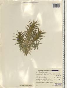 Blepharis edulis (Forssk.) Pers., South Asia, South Asia (Asia outside ex-Soviet states and Mongolia) (ASIA) (Iran)