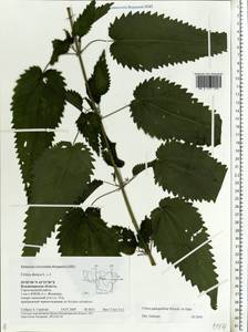 Urtica dioica subsp. pubescens (Ledeb.) Domin, Eastern Europe, Central region (E4) (Russia)