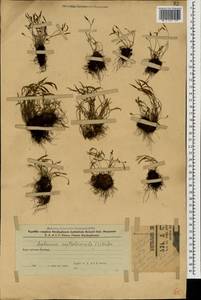 Asplenium septentrionale (L.) Hoffm., Caucasus, Azerbaijan (K6) (Azerbaijan)
