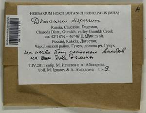 Dicranum dispersum Engelmark, Bryophytes, Bryophytes - North Caucasus & Ciscaucasia (B12) (Russia)