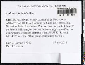 Andreaea subulata Harv., Bryophytes, Bryophytes - America (BAm) (Chile)